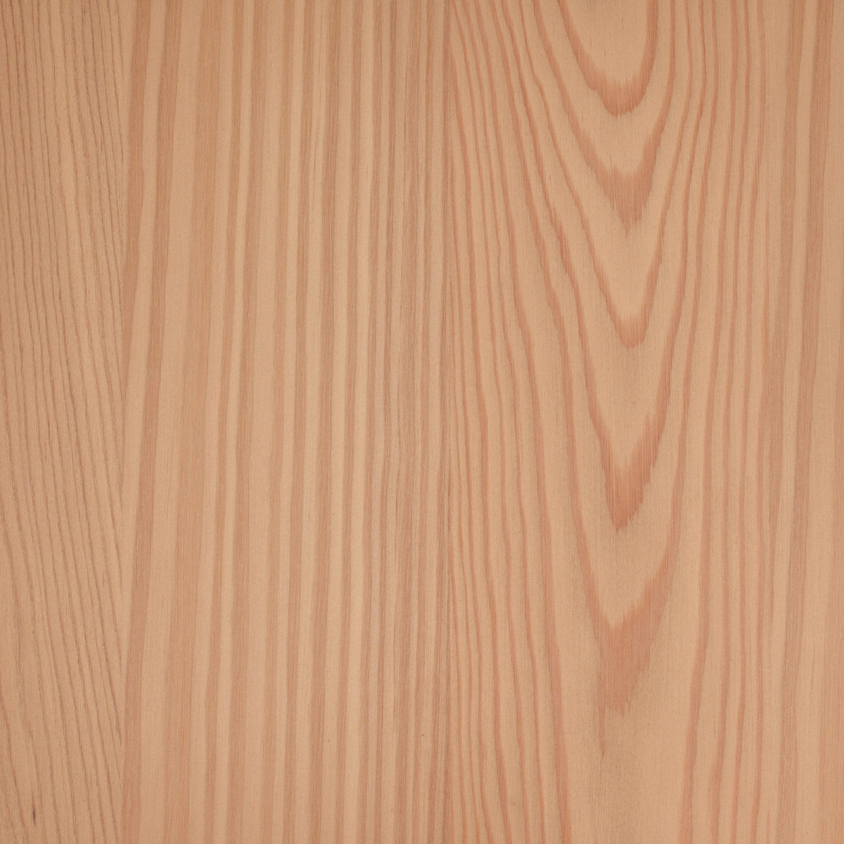 Larch