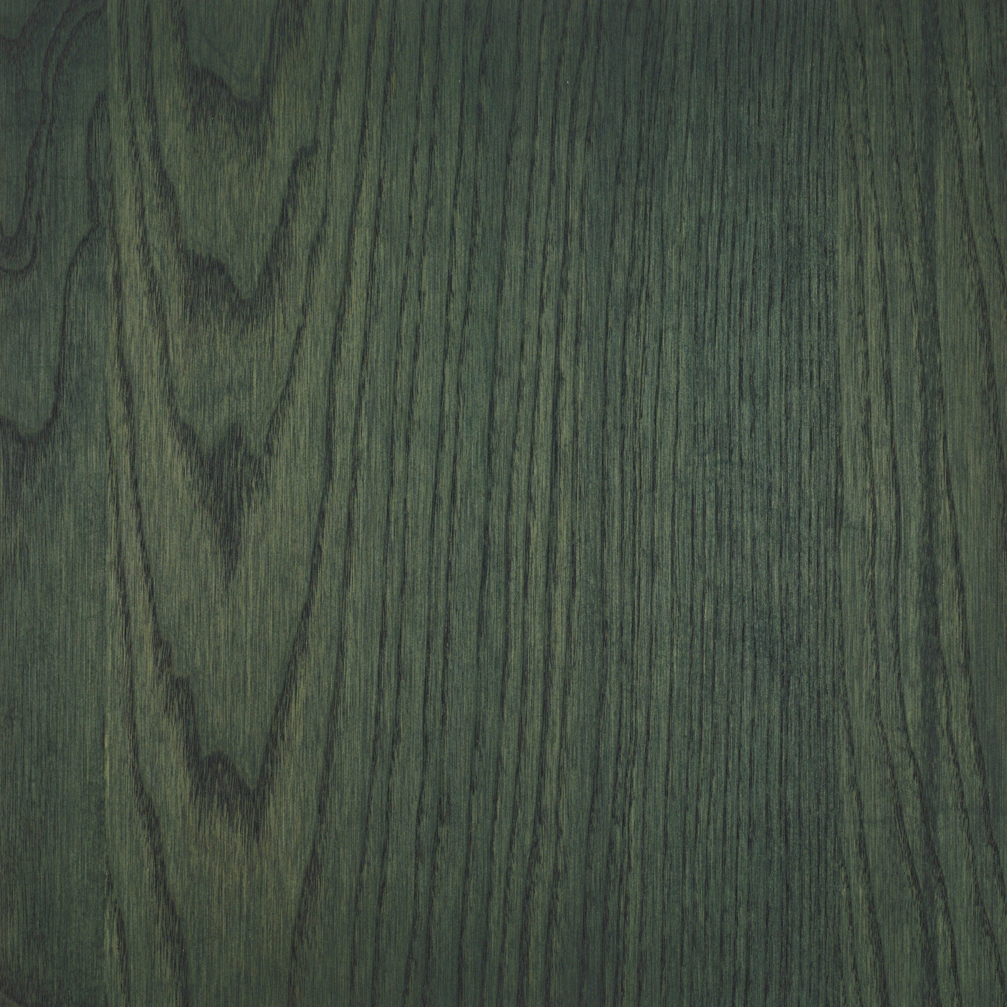 Fern