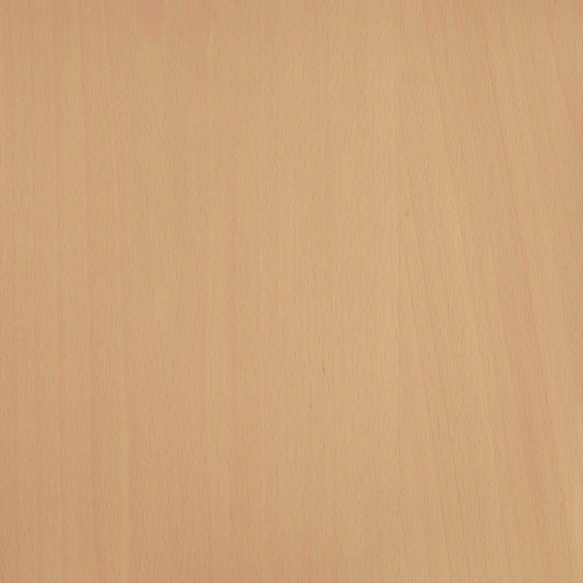 Beech