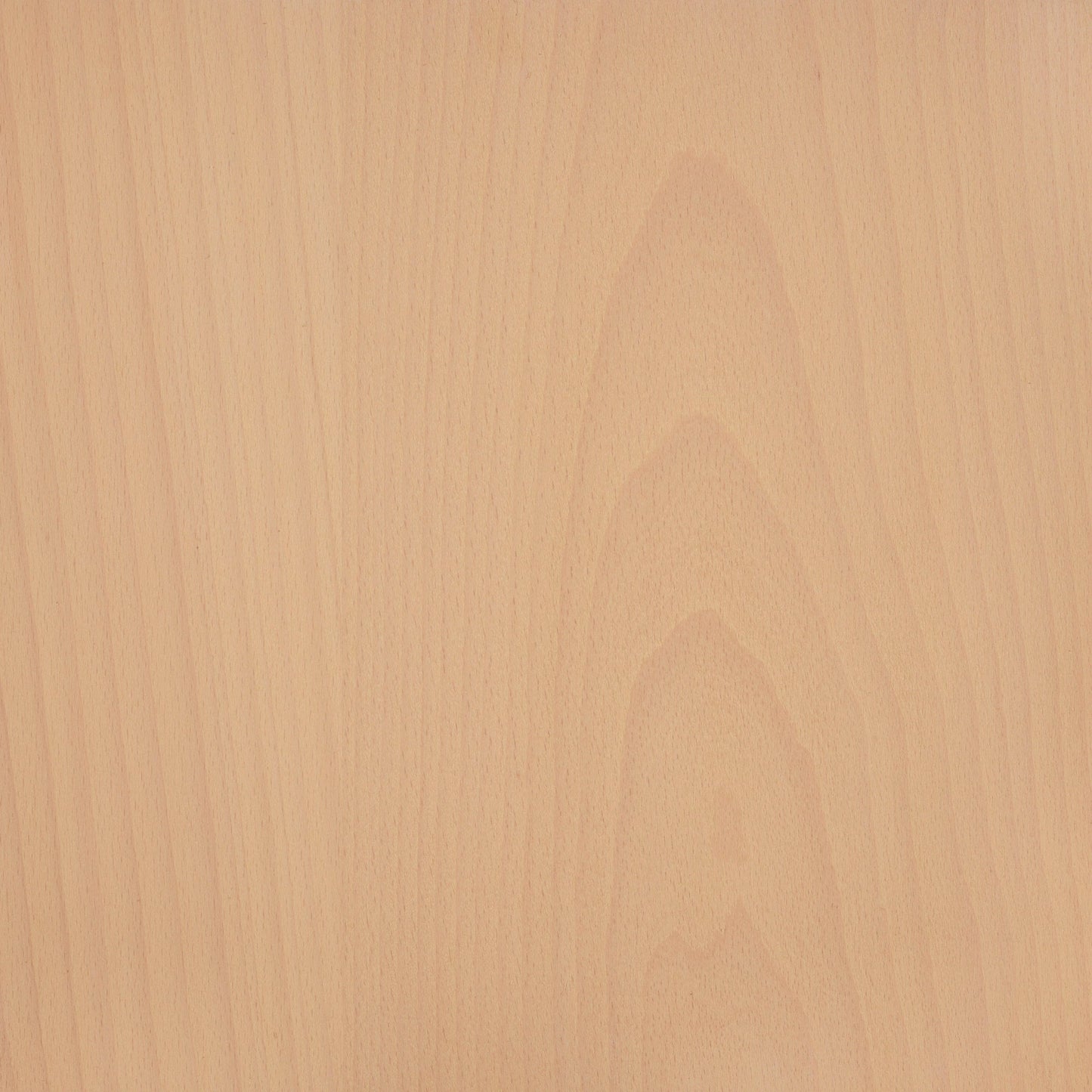 Beech