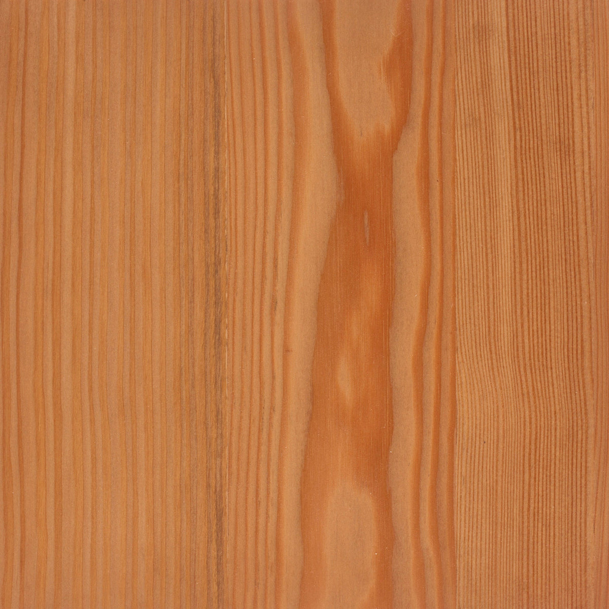 Larch